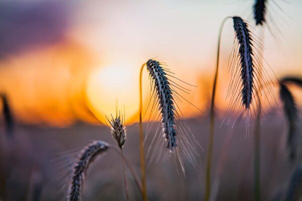 Trasa rowerowa Trzebusz - Mrzeżyno