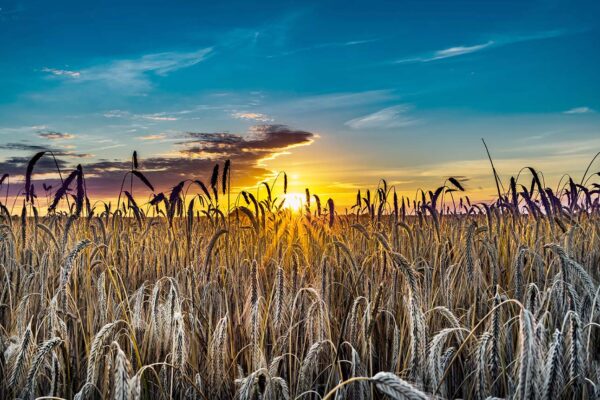 Trasa rowerowa Trzebusz - Mrzeżyno