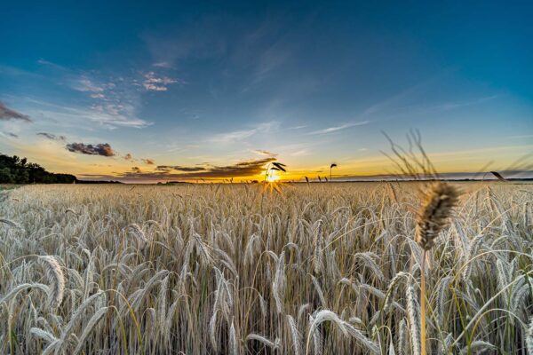 Trasa rowerowa Trzebusz - Mrzeżyno